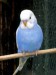 papoušek - blog